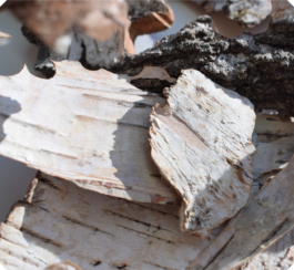 Atelier Fables - joaillerie responsable